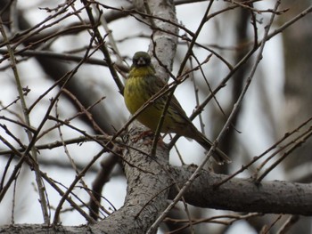 Masked Bunting Shimizu Park(Chiba, Noda) Sun, 3/17/2024