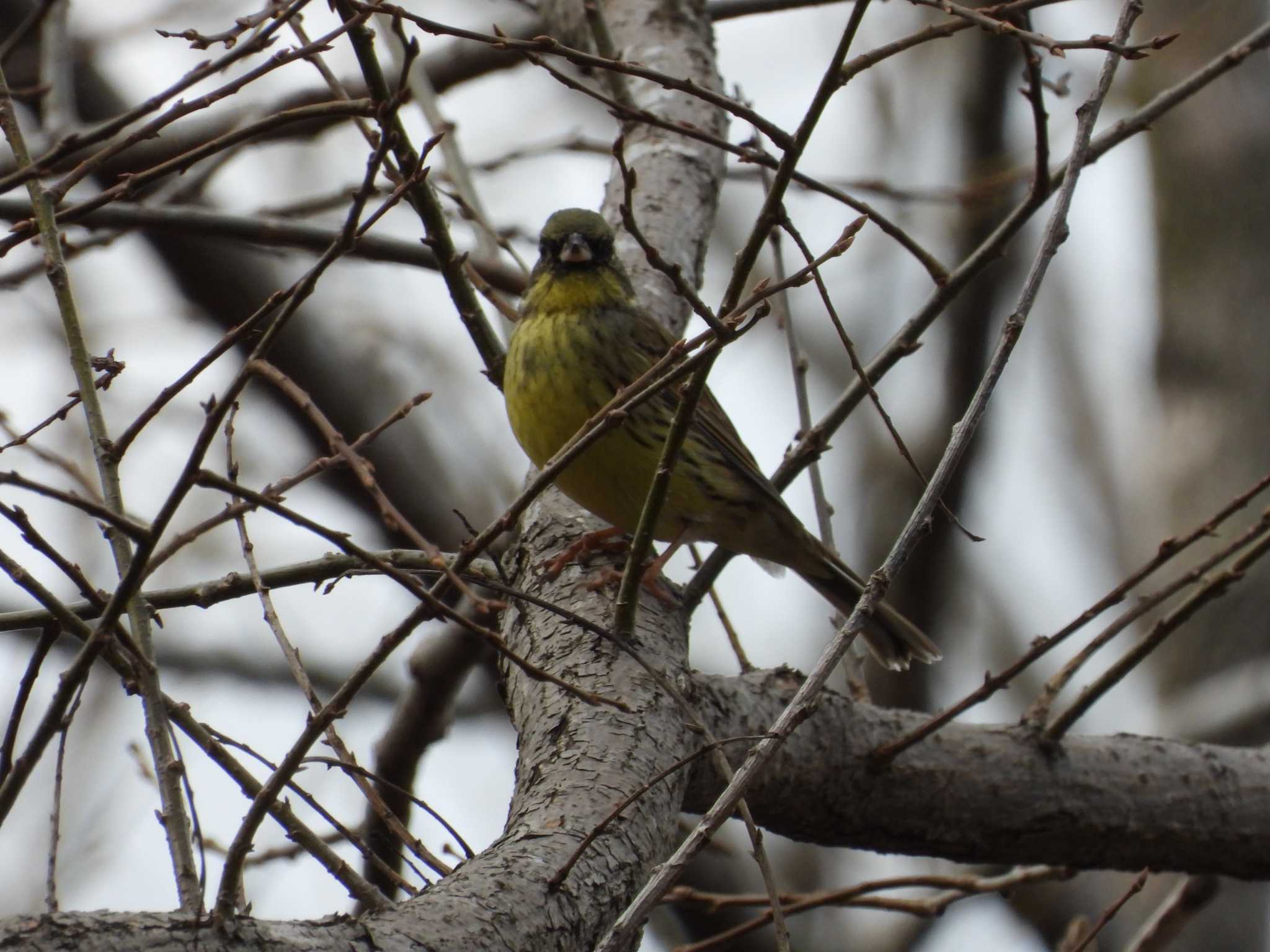 Masked Bunting