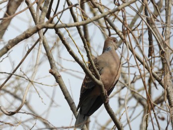 Oriental Turtle Dove Shimizu Park(Chiba, Noda) Sun, 3/17/2024