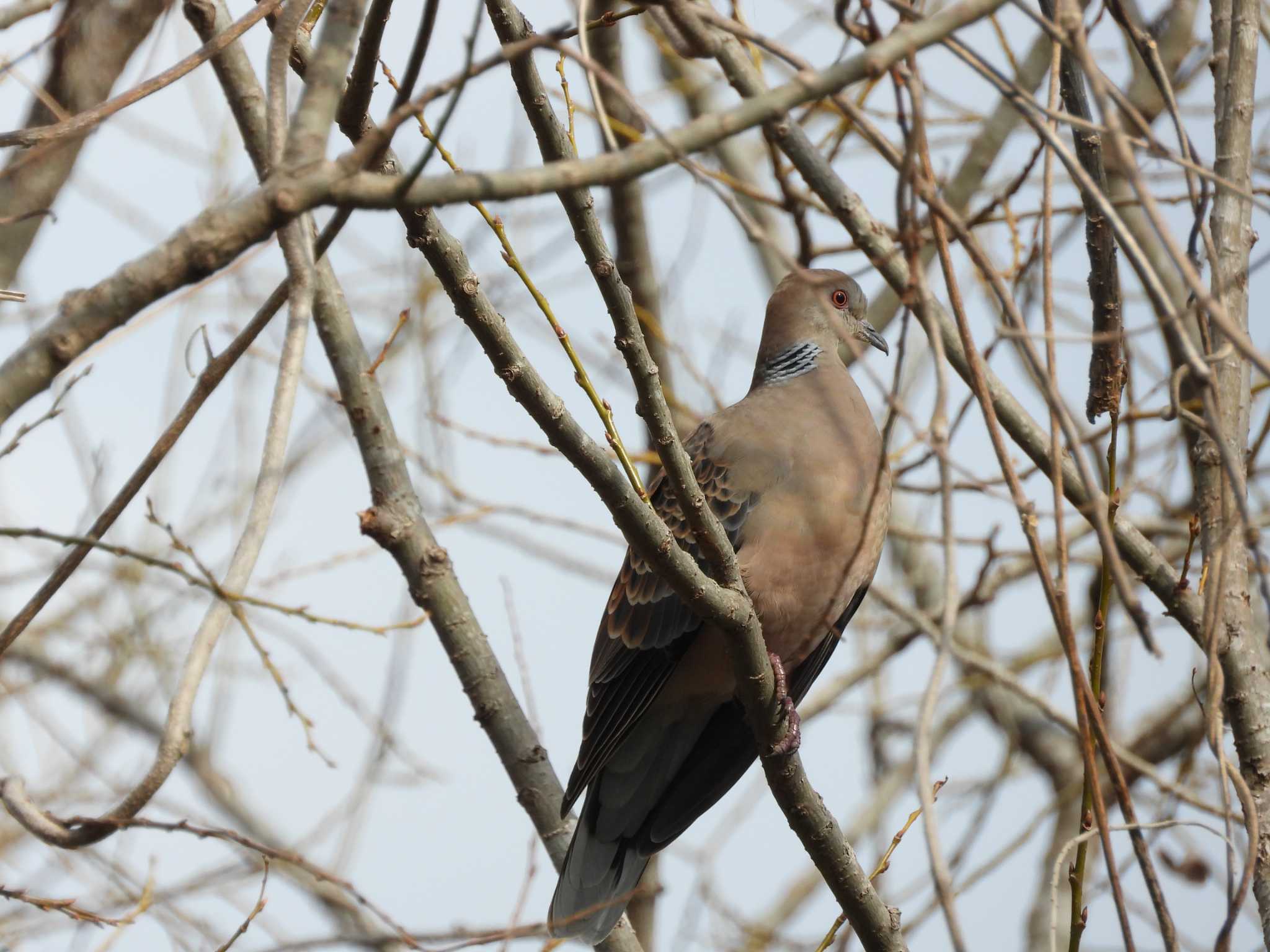 Oriental Turtle Dove