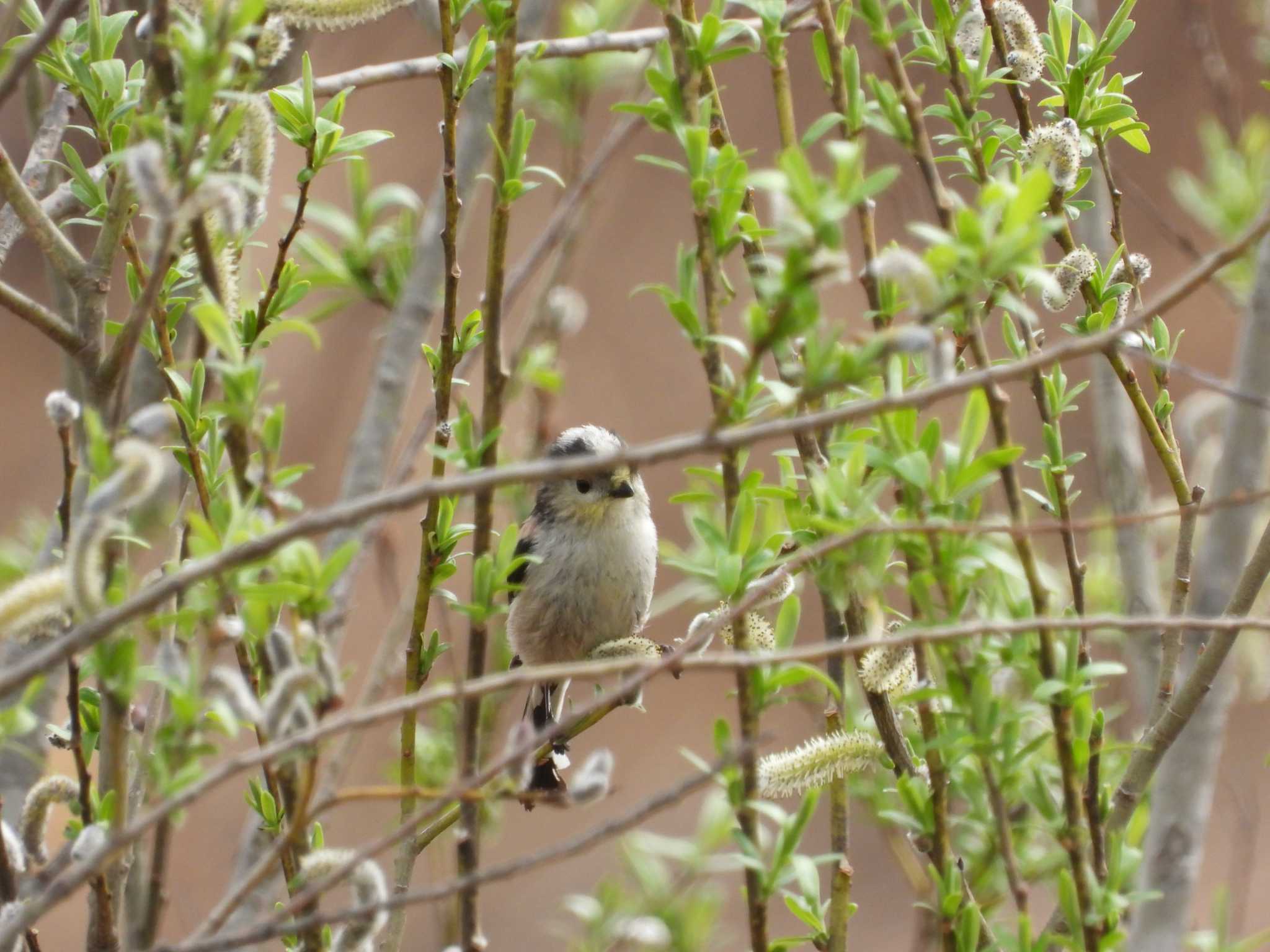 Long-tailed Tit