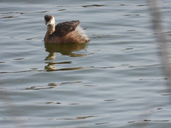 Little Grebe Shimizu Park(Chiba, Noda) Sun, 3/17/2024