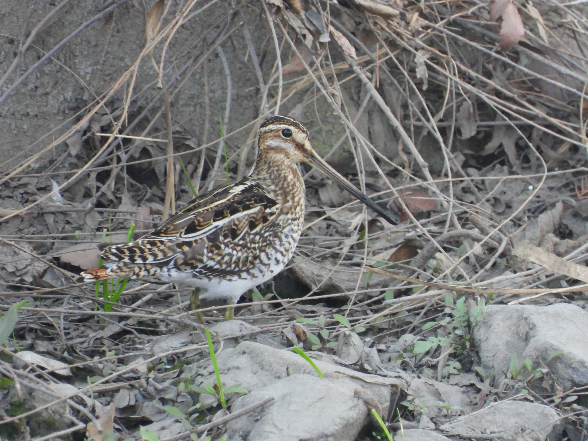 Common Snipe