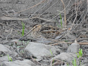 Common Snipe Shimizu Park(Chiba, Noda) Sun, 3/17/2024