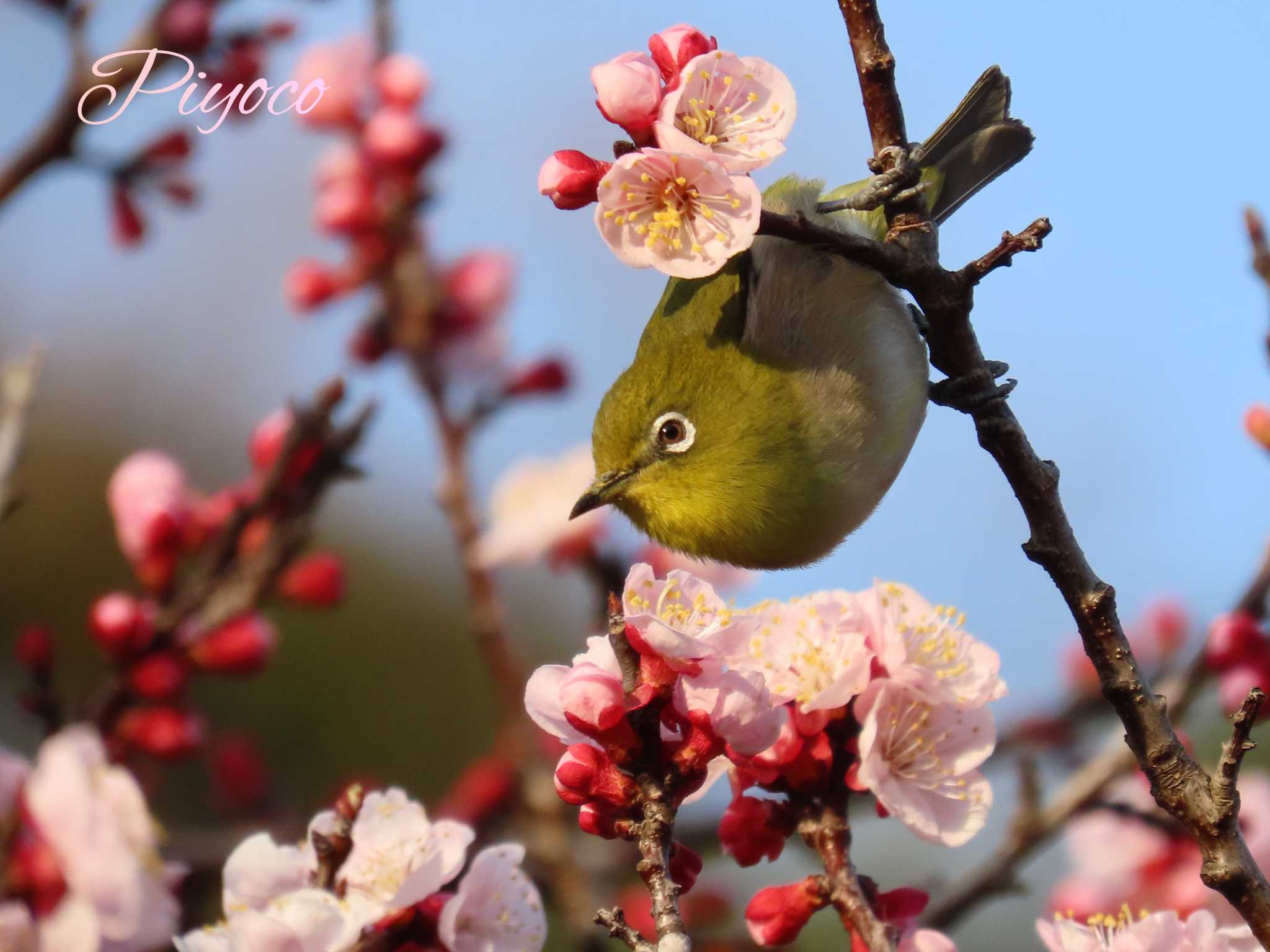 春うららなメジロ🎵 by ピヨコ