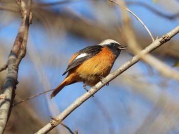 Tue, 1/2/2024 Birding report at 竹沼 群馬県藤岡市