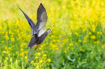 マガモ 野川 2024年3月17日(日)