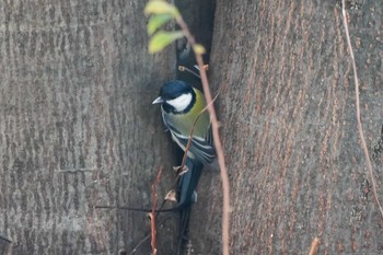 Japanese Tit 自宅の庭 Mon, 3/18/2024