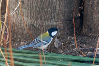 Japanese Tit 自宅の庭 Mon, 3/18/2024