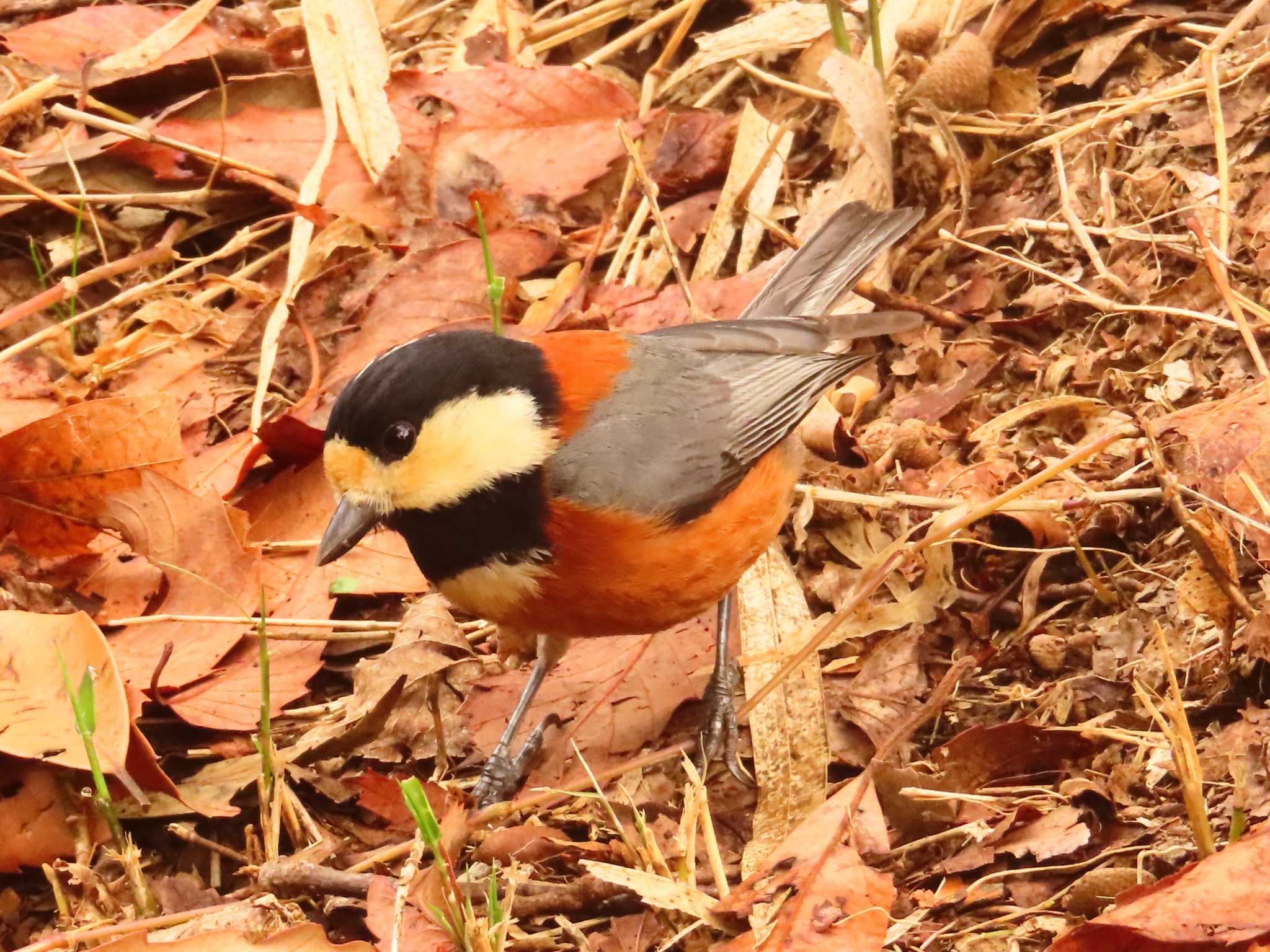 Photo of Varied Tit at Maioka Park by ゆ