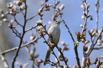 ウグイス 馬見丘陵公園 2024年3月16日(土)