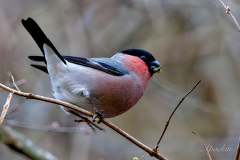 Eurasian Bullfinch(rosacea) Hayatogawa Forest Road Sat, 3/16/2024