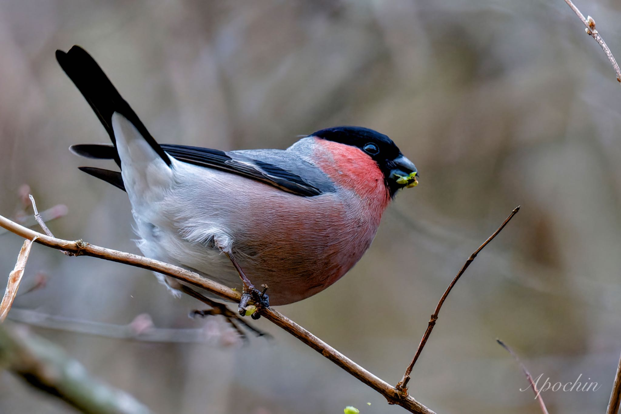 Eurasian Bullfinch(rosacea)