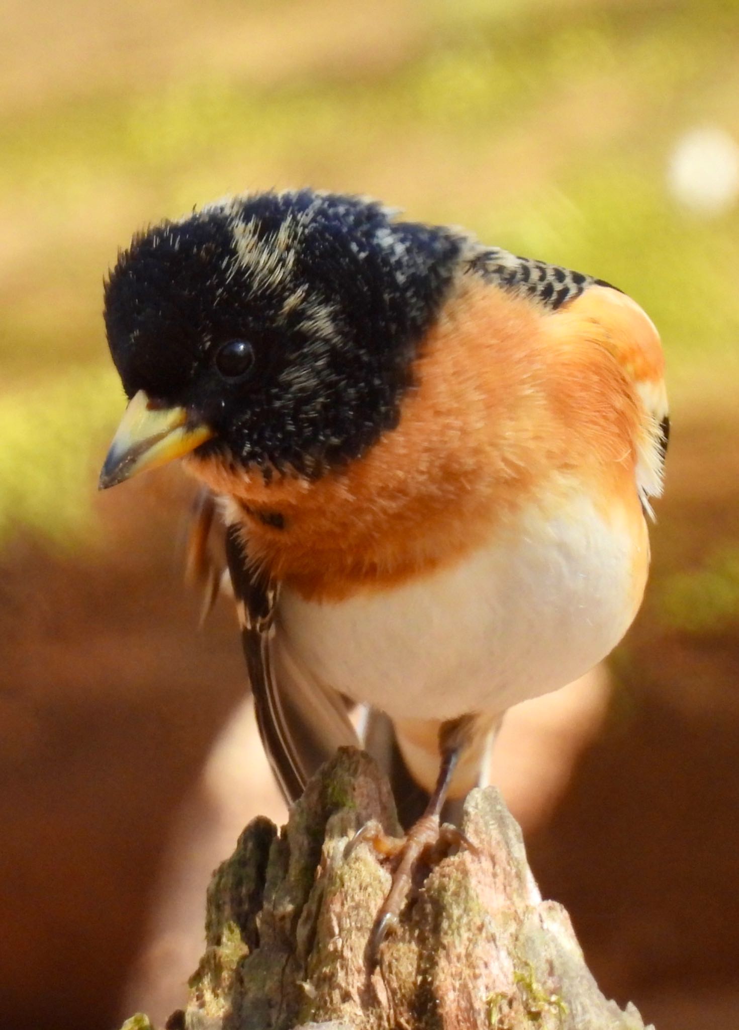 Brambling