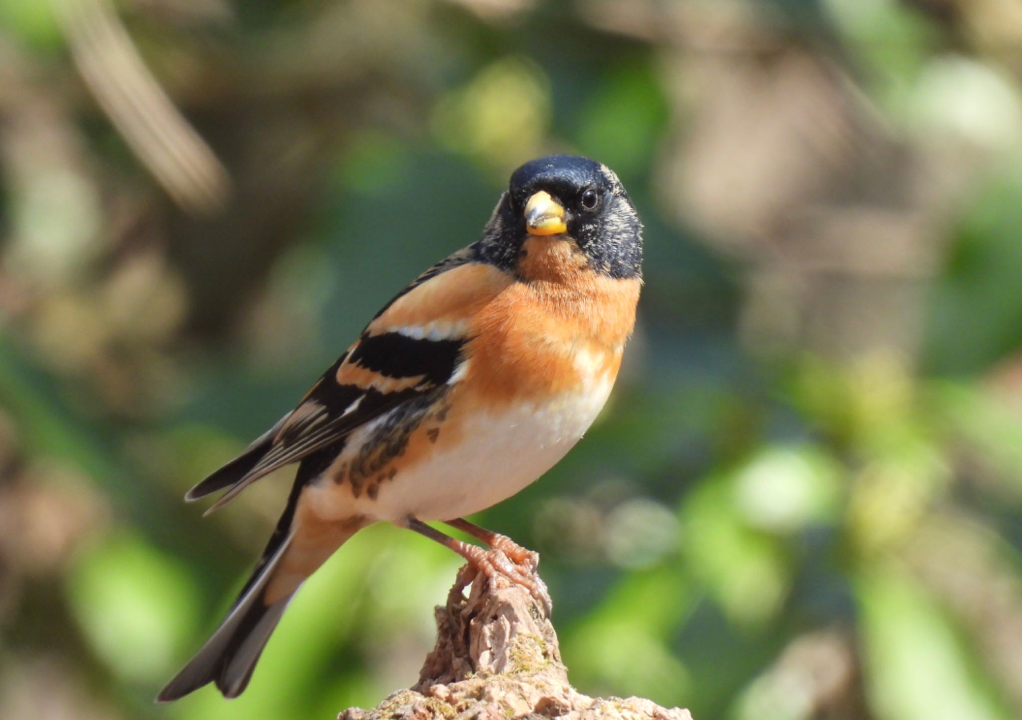 Brambling