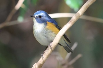 ルリビタキ 明石公園 2024年2月4日(日)