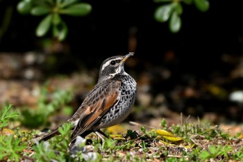 Dusky Thrush 加木屋緑地 Mon, 3/18/2024