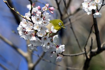 Warbling White-eye 加木屋緑地 Mon, 3/18/2024