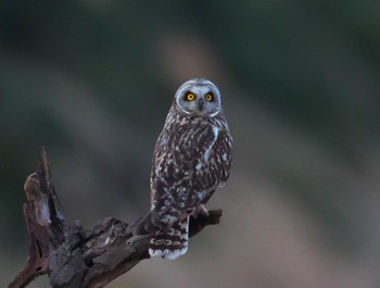 Short-eared Owl 埼玉県 Sun, 3/17/2024