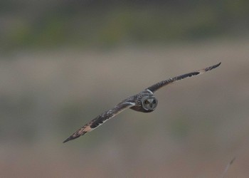 Short-eared Owl 埼玉県 Sun, 3/17/2024