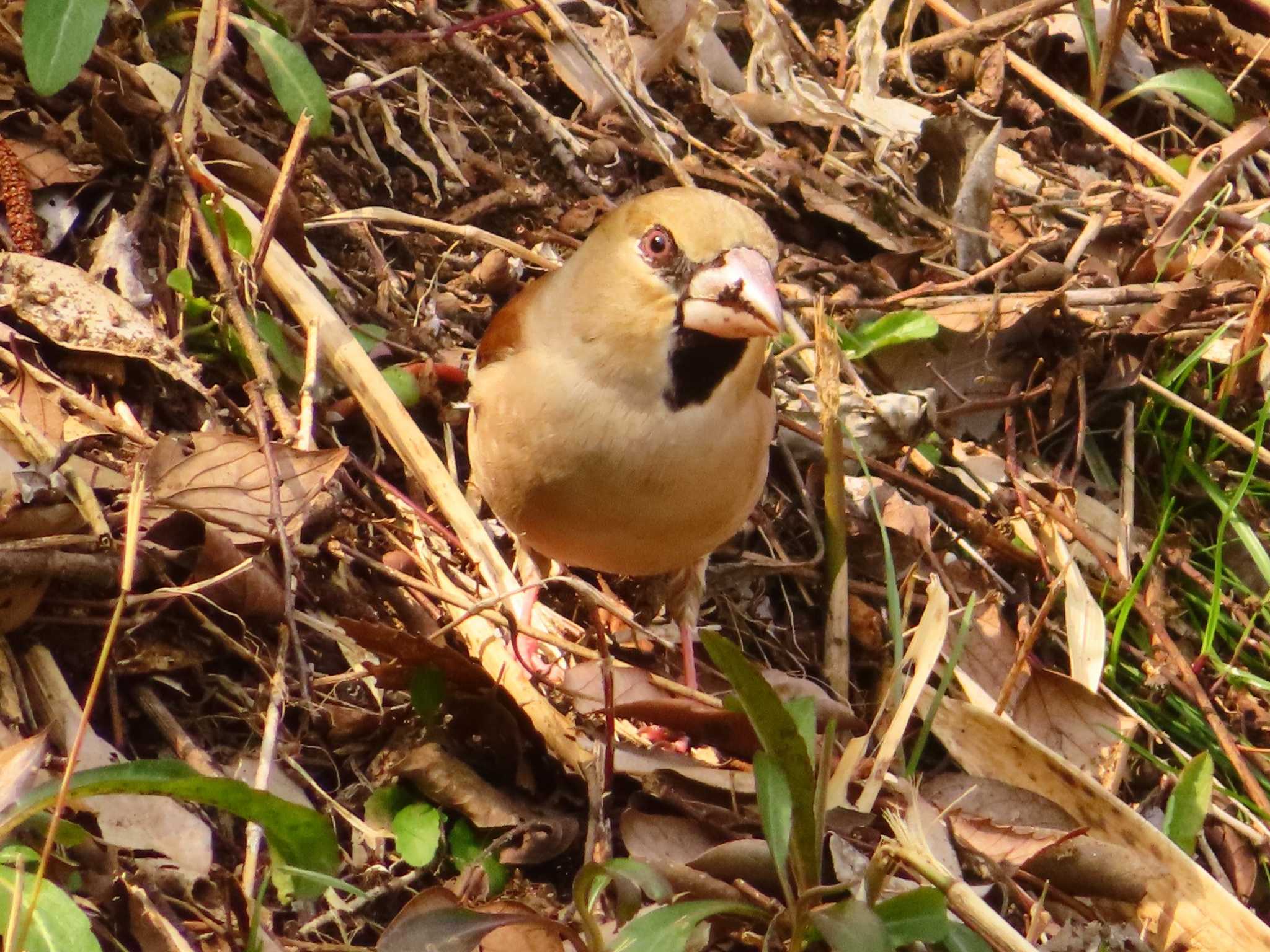 Photo of Hawfinch at Maioka Park by ゆ