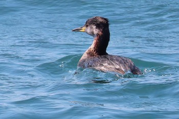 Red-necked Grebe 奥駿河湾(沼津市) Fri, 3/15/2024