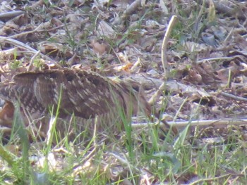 Eurasian Woodcock Maioka Park Sun, 3/17/2024