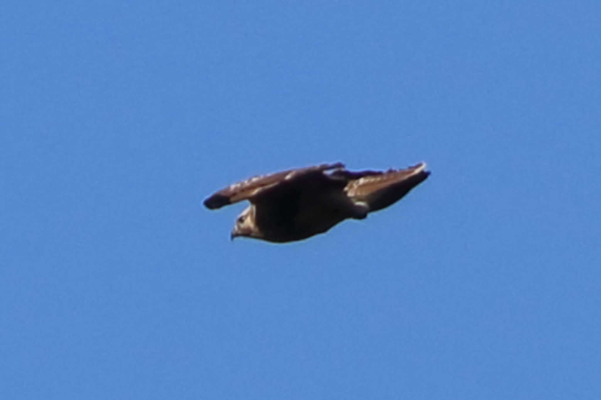 Photo of Golden Eagle at 伊吹山 by minonono