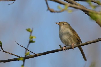 ウグイス 滋賀県 2020年3月26日(木)