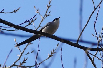 Azure-winged Magpie 東京都 Mon, 3/11/2024