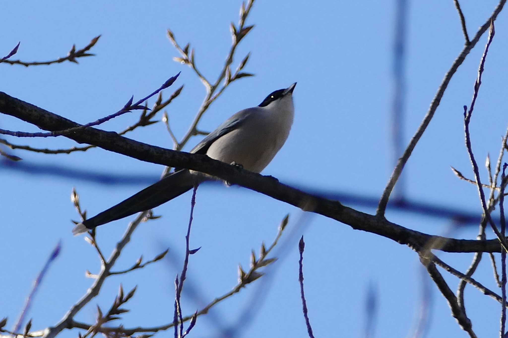 Photo of Azure-winged Magpie at 東京都 by アカウント5509