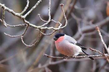 ウソ 滋賀県 2021年2月11日(木)