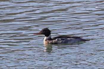 Red-breasted Merganser 滋賀県 Fri, 12/9/2022