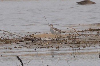 Ruff 滋賀県 Wed, 3/9/2022