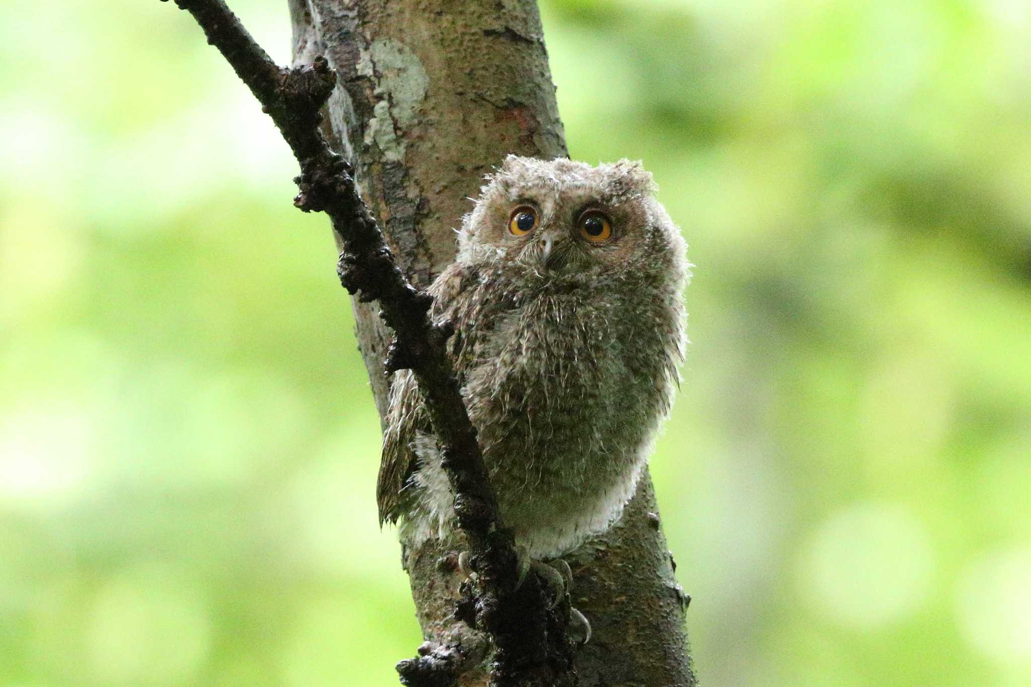 八東ふる里の森 オオコノハズクの写真 by minonono