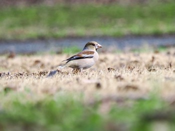 Hawfinch 下奥富河川敷公園 Sat, 3/2/2024