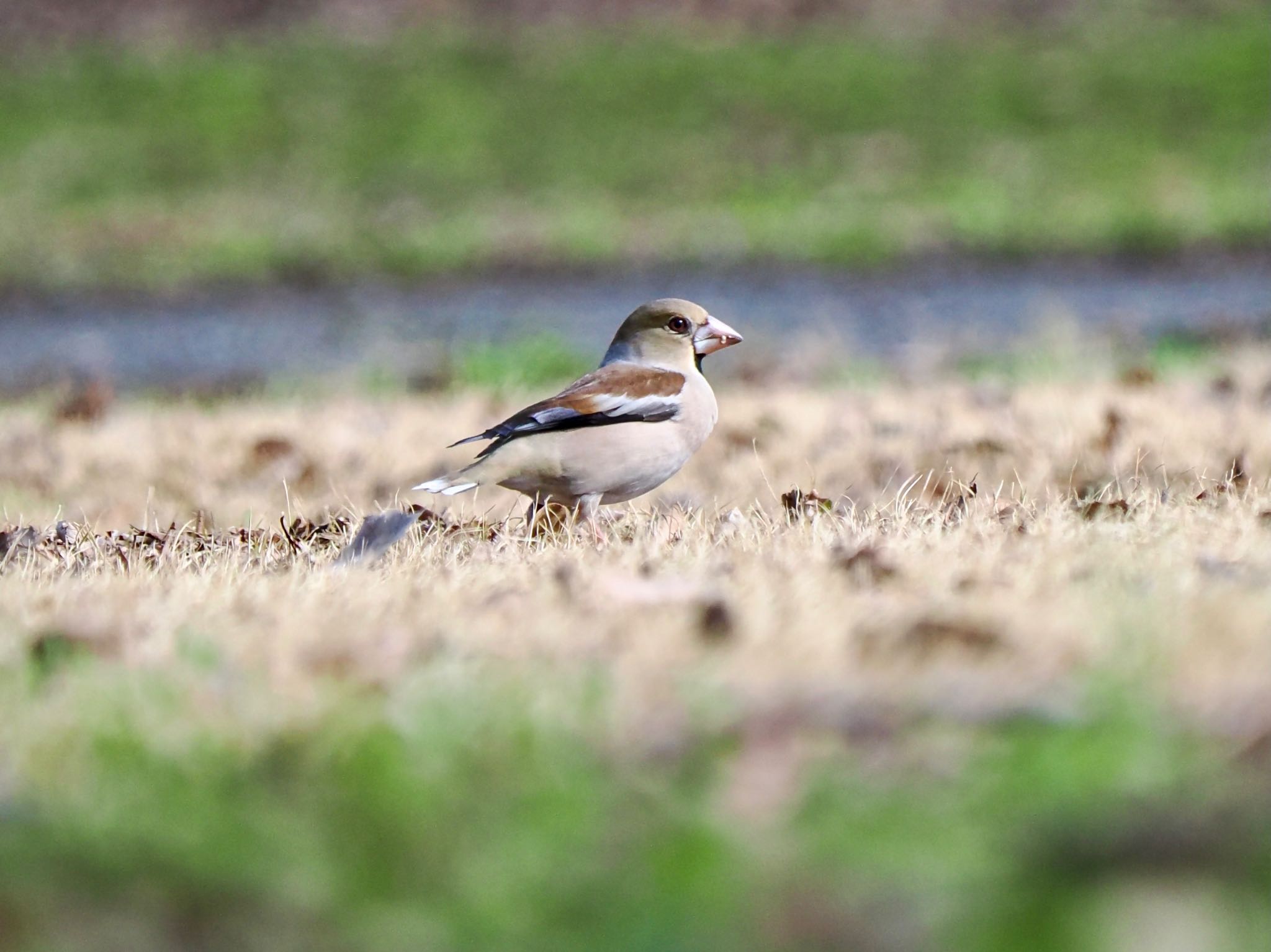 Hawfinch