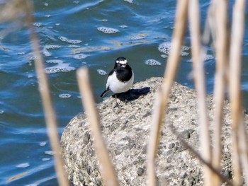 Japanese Wagtail 下奥富河川敷公園 Sat, 3/2/2024