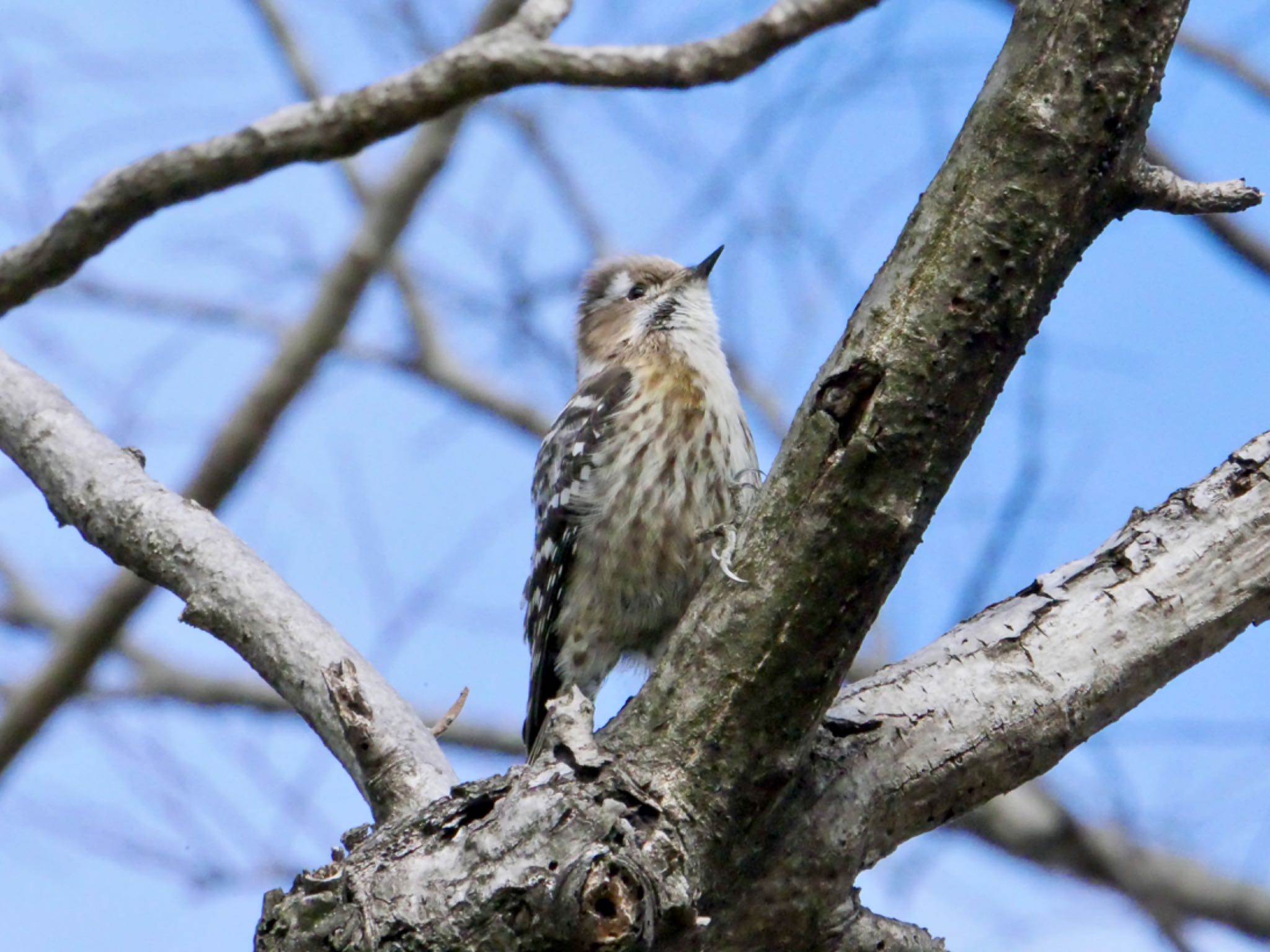 Japanese Pygmy Woodpecker