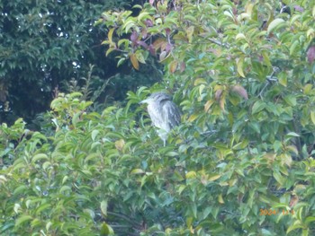 Mon, 1/1/2024 Birding report at 横十間川親水公園(東京都江東区)