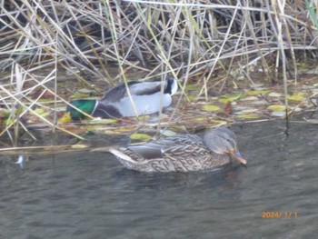 Mallard 仙台堀川公園(江東区) Mon, 1/1/2024