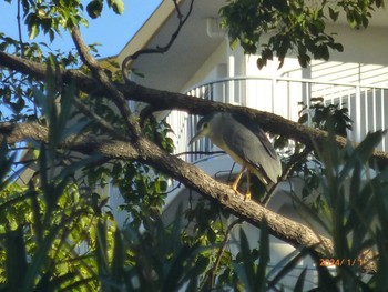 Black-crowned Night Heron 仙台堀川公園(江東区) Mon, 1/1/2024