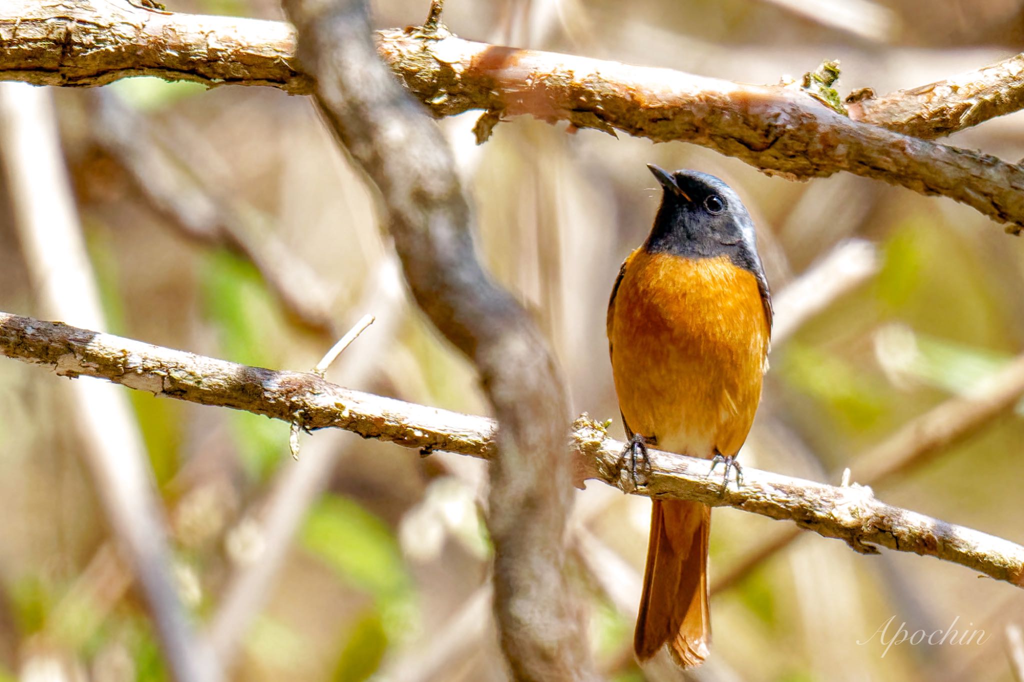 Daurian Redstart