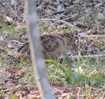 Eurasian Woodcock Maioka Park Sun, 3/17/2024