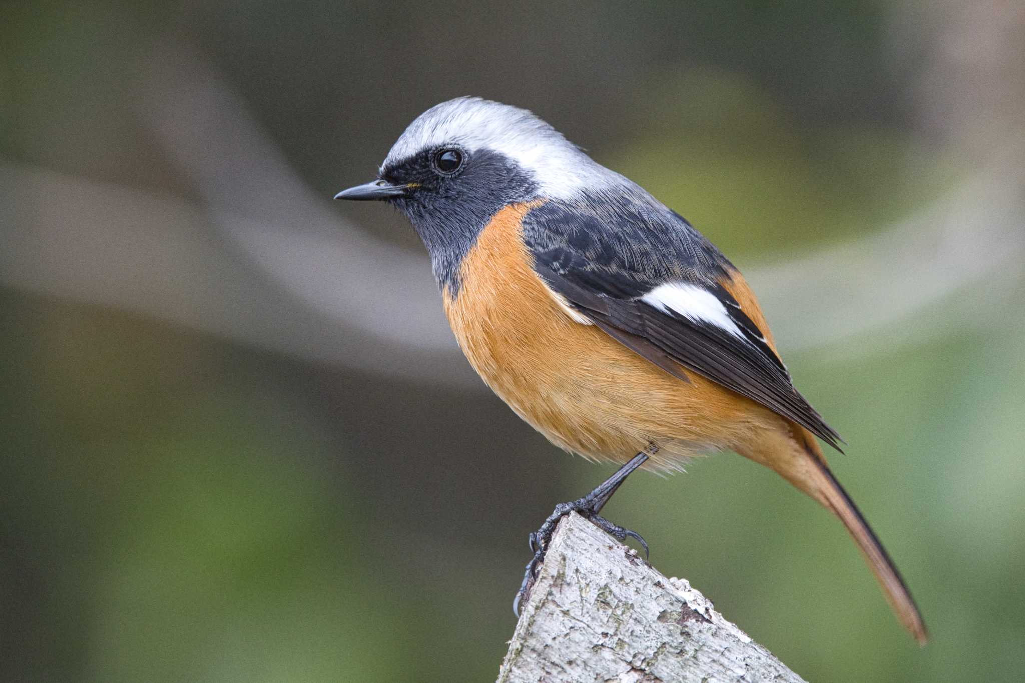 Photo of Daurian Redstart at 奈良　馬見丘陵公園 by アカウント15049