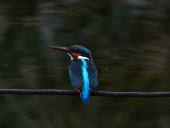 Common Kingfisher 小池公園 Sun, 11/20/2022