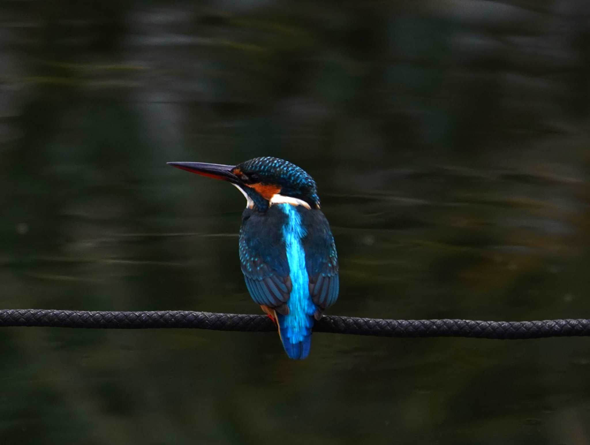 Common Kingfisher