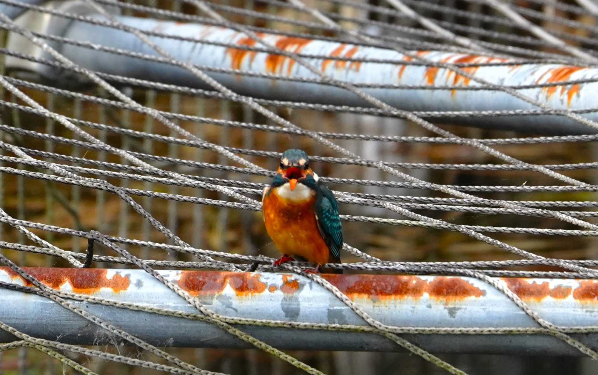 Photo of Common Kingfisher at 小池公園 by na san