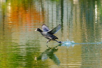 Eurasian Coot 小池公園 Tue, 1/3/2023