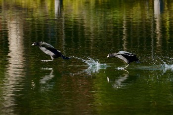 Eurasian Coot 小池公園 Tue, 1/3/2023